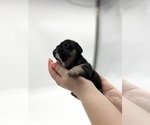 Small Photo #3 French Bulldog Puppy For Sale in VANCOUVER, WA, USA