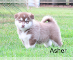 Small Photo #6 Alaskan Malamute Puppy For Sale in MILLMONT, PA, USA