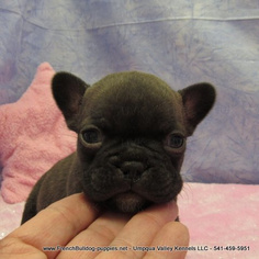 French Bulldog Puppy for sale in DRAIN, OR, USA