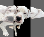 Small Photo #7 Dogo Argentino Puppy For Sale in Uwchlan, PA, USA