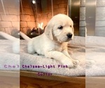 Small Photo #2 English Cream Golden Retriever Puppy For Sale in MIDLAND, MI, USA