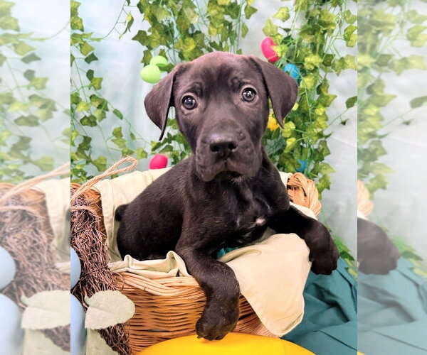 Medium Photo #1 Catahoula Leopard Dog-Labrador Retriever Mix Puppy For Sale in Bryant, AR, USA