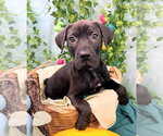 Small Catahoula Leopard Dog-Labrador Retriever Mix