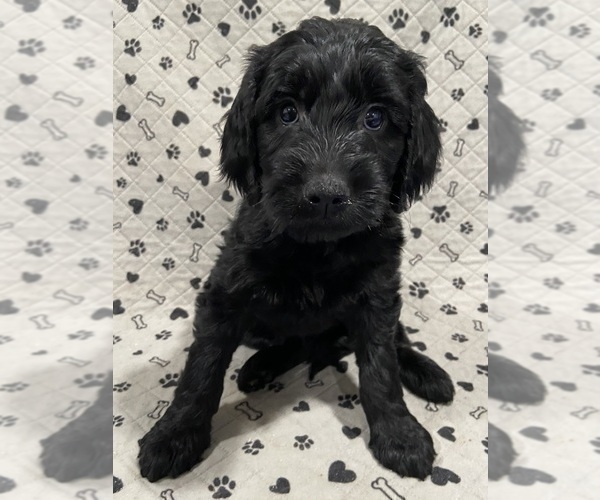 Medium Photo #2 Goldendoodle Puppy For Sale in CENTURIA, WI, USA