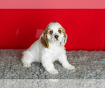 Small Photo #20 Cocker Spaniel Puppy For Sale in NAPPANEE, IN, USA