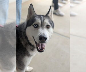 Siberian Husky Dogs for adoption in Holly Springs, NC, USA