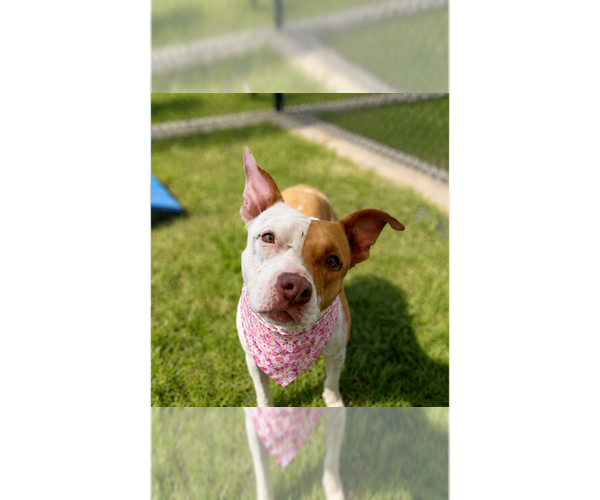 Medium Photo #1 Mutt Puppy For Sale in Grovertown, IN, USA