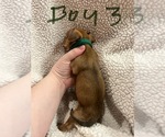 Small Photo #9 Chiweenie Puppy For Sale in CANDLER, NC, USA