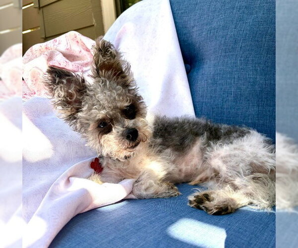 Medium Photo #3 Poodle (Miniature)-Unknown Mix Puppy For Sale in San Diego, CA, USA