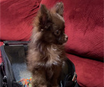 Puppy 4 Chiranian