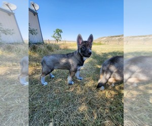 Alaskan Malamute-Wolf Hybrid Mix Puppy for sale in GREAT FALLS, MT, USA