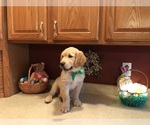 Small Photo #17 Golden Retriever Puppy For Sale in WEBSTER CITY, IA, USA