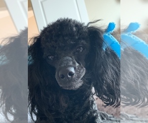 Mother of the Poodle (Toy) puppies born on 05/29/2019