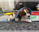 Small #1 Jack Russell Terrier