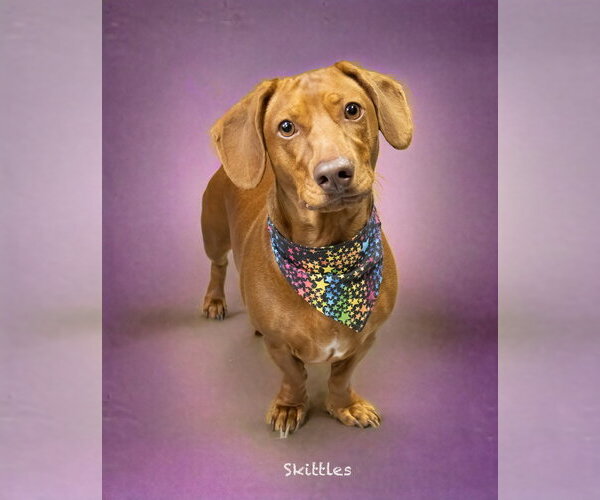 Medium Photo #2 Dachshund-Unknown Mix Puppy For Sale in Hot Springs Village, AR, USA