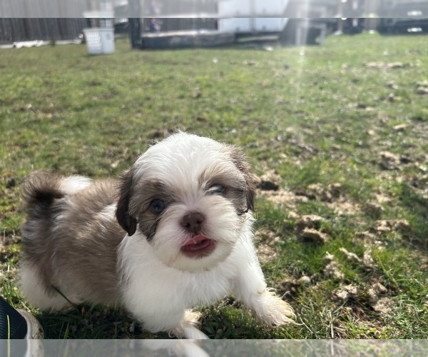 Medium Photo #9 Shih Tzu Puppy For Sale in VENETA, OR, USA
