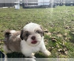 Small #8 Shih Tzu
