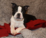 Puppy Puppy 1 Boston Terrier