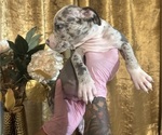 Small #4 American Bully