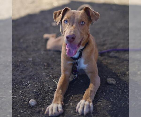 Medium Photo #1 Labrador Retriever-Unknown Mix Puppy For Sale in San Antonio, TX, USA
