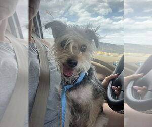 Poodle (Miniature)-Unknown Mix Dogs for adoption in San Diego , CA, USA