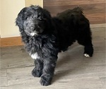 Puppy Ben Labradoodle