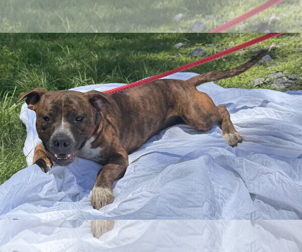 Medium Photo #3 Mutt Puppy For Sale in Wetumpka, AL, USA