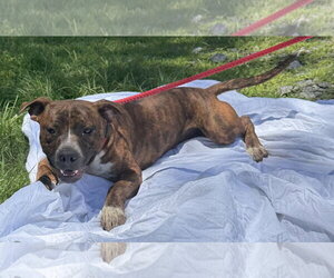260477  Pollie - Male Mutt Dog for Adoption - Photo #3