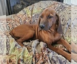 Small #1 Redbone Coonhound