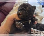 Small #24 Pug