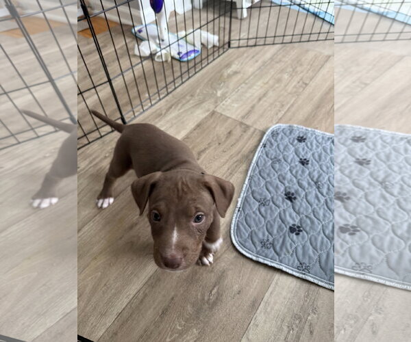 Medium Photo #3 American Staffordshire Terrier-Unknown Mix Puppy For Sale in Holly Springs, NC, USA