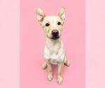 Small Siberian Husky Mix