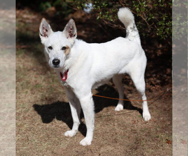 Medium Photo #20 Mutt Puppy For Sale in Canton, CT, USA