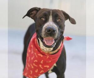 American Staffordshire Terrier-Unknown Mix Dogs for adoption in San Antonio, TX, USA