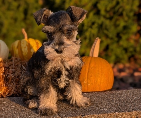Medium Photo #3 Schnauzer (Miniature) Puppy For Sale in GOSHEN, IN, USA
