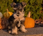 Small #2 Schnauzer (Miniature)