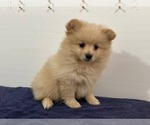 Small Photo #6 Pomeranian Puppy For Sale in DOWNING, MO, USA