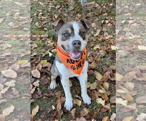 American Staffordshire Terrier-Unknown Mix Dogs for adoption in Spring Lake, NJ, USA