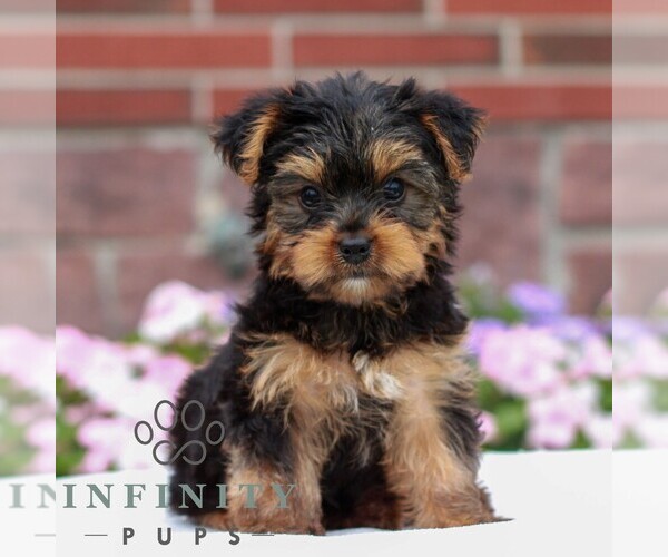Medium Photo #1 Yorkshire Terrier Puppy For Sale in REINHOLDS, PA, USA