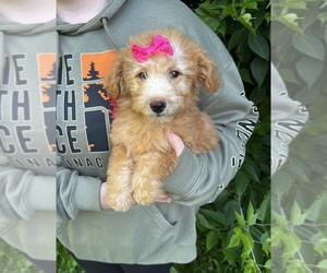 Cane Corso Puppy for sale in BELDING, MI, USA