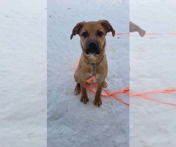 Medium Photo #1 English Mastweiler Puppy For Sale in Oro Medonte, Ontario, Canada