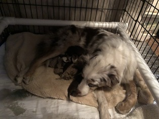 Mother of the Aussiedoodle puppies born on 01/09/2019