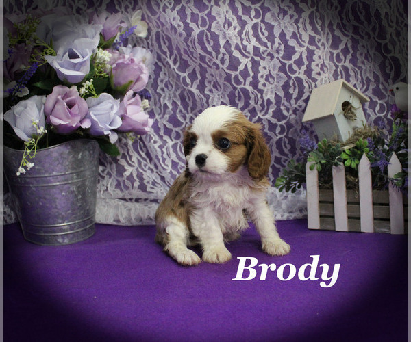 Medium Photo #10 Cavalier King Charles Spaniel Puppy For Sale in CHANUTE, KS, USA
