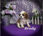 Small #9 Cavalier King Charles Spaniel