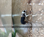 Small Photo #1 Australian Shepherd Puppy For Sale in JAY, OK, USA