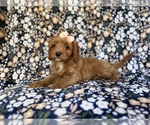 Small #6 Cavapoo (Miniature)