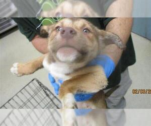 Mutt Dogs for adoption in Oklahoma City, OK, USA