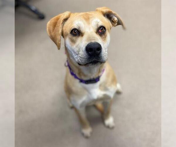 Medium Photo #1 Boxador Puppy For Sale in Aurora, CO, USA