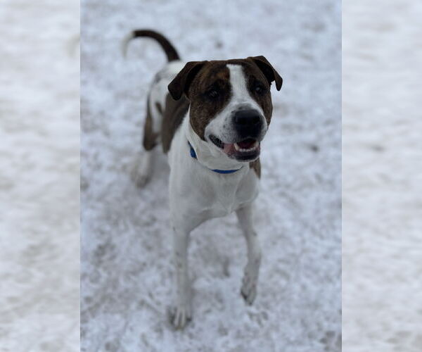 Medium Photo #9 Mutt Puppy For Sale in Webster, WI, USA