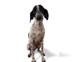 Poodle (Standard) Dogs for adoption in Valrico, FL, USA